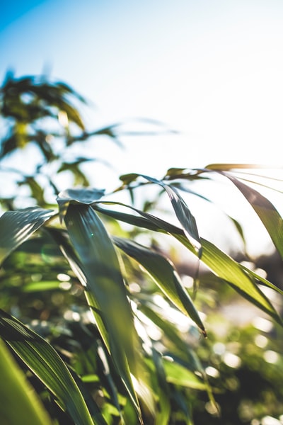 白天种植青玉米